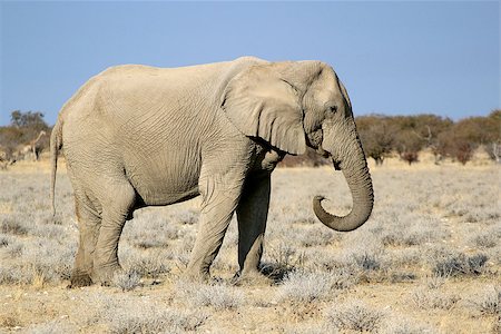 simsearch:400-07315408,k - African elephant bull in Etosha Wildlife Reserve, Namibia Stock Photo - Budget Royalty-Free & Subscription, Code: 400-07666620