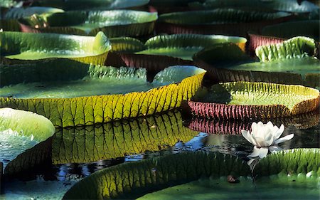 Giant Amazon water lily (Victoria amazonica) Stock Photo - Budget Royalty-Free & Subscription, Code: 400-07666633