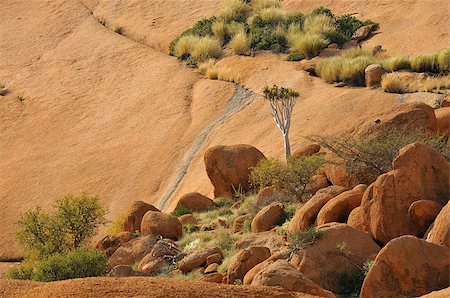 Landscape with quiver tree at the Spitzkoppe in Namibia Fotografie stock - Microstock e Abbonamento, Codice: 400-07666659