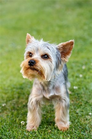simsearch:400-07501422,k - Cute small yorkshire terrier on a green lawn outdoor, no people Stock Photo - Budget Royalty-Free & Subscription, Code: 400-07666935