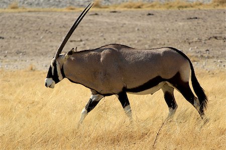 simsearch:400-07315408,k - Gemsbokantelope, Etosha National Park, Namibia, Southern Africa Stock Photo - Budget Royalty-Free & Subscription, Code: 400-07666947