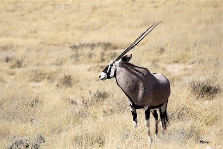 simsearch:400-07315408,k - Gemsbok antelope, Etosha National Park, Namibia, Southern Africa Stock Photo - Budget Royalty-Free & Subscription, Code: 400-07666949