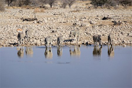 simsearch:400-04521116,k - Herd of Burchell´s zebras drinking water in Etosha wildpark, Okaukuejo waterhole. Namibia Stock Photo - Budget Royalty-Free & Subscription, Code: 400-07666942