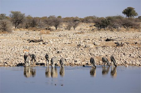 simsearch:400-04521116,k - Herd of Burchell´s zebras drinking water in Etosha wildpark, Okaukuejo waterhole. Namibia Stock Photo - Budget Royalty-Free & Subscription, Code: 400-07666943