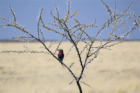 simsearch:400-04473063,k - Lilac-breasted Roller, (Coracias caudatus), Etosha National Park. Namibia Foto de stock - Super Valor sin royalties y Suscripción, Código: 400-07666950