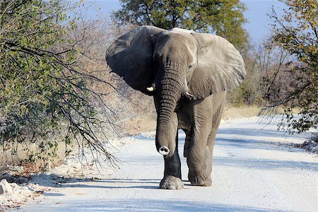 simsearch:400-07315408,k - African elephant bull in Etosha Wildlife Reserve, Namibia Stock Photo - Budget Royalty-Free & Subscription, Code: 400-07666969