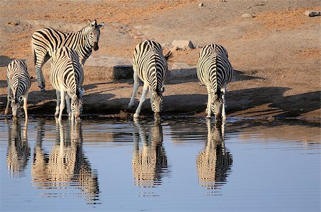 simsearch:859-09104860,k - Herd of Burchell´s zebras drinking water in Etosha wildpark, Okaukuejo waterhole. Namibia Stock Photo - Budget Royalty-Free & Subscription, Code: 400-07666976