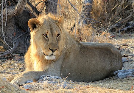 simsearch:400-06129831,k - Young male lion (Panthera leo) lying in the grass, Etosha National Park, Namibia Photographie de stock - Aubaine LD & Abonnement, Code: 400-07666970