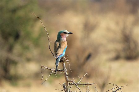 simsearch:400-04473063,k - Lilac-breasted Roller, (Coracias caudatus), Etosha National Park. Namibia Foto de stock - Super Valor sin royalties y Suscripción, Código: 400-07666994