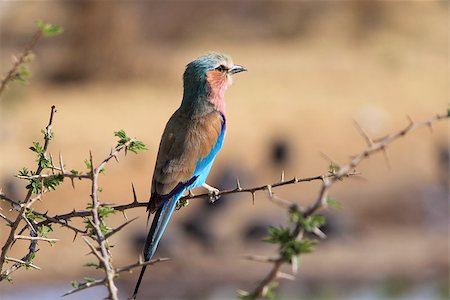 simsearch:400-04473063,k - Lilac-breasted Roller, (Coracias caudatus), Etosha National Park. Namibia Foto de stock - Super Valor sin royalties y Suscripción, Código: 400-07666993