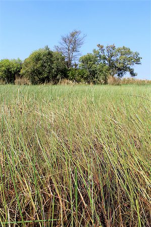 Okavango Delta water and plant landscape. North of Botswana. Foto de stock - Super Valor sin royalties y Suscripción, Código: 400-07667096