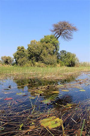 Okavango Delta water and plant landscape. North of Botswana. Foto de stock - Super Valor sin royalties y Suscripción, Código: 400-07667097