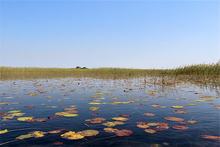 Okavango Delta water lillys and "Cyperus papyrus" plant landscape. North of Botswana. Foto de stock - Super Valor sin royalties y Suscripción, Código: 400-07667099