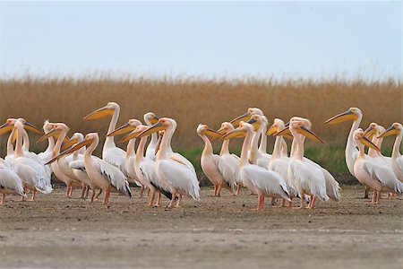 simsearch:400-07667421,k - white pelicans in the Danube Delta, Romania Fotografie stock - Microstock e Abbonamento, Codice: 400-07667365
