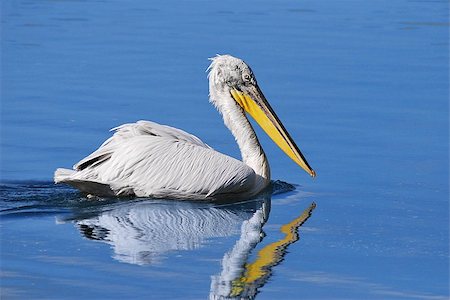 pelican - Pelecanus crispus swimming Stock Photo - Budget Royalty-Free & Subscription, Code: 400-07667421