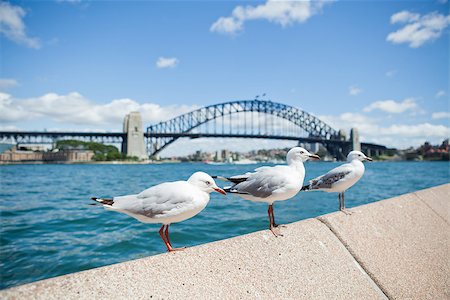 Three seagulls perched in row on concrete wall with Sydney Harbour Bridge in background Stock Photo - Budget Royalty-Free & Subscription, Code: 400-07667805