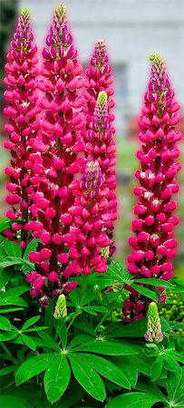 lupine Stock Photo - Budget Royalty-Free & Subscription, Code: 400-07668103