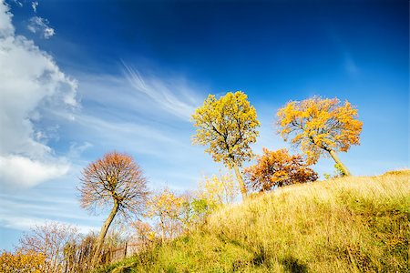 simsearch:400-04318525,k - Beautiful autumn trees on a sunny day Stock Photo - Budget Royalty-Free & Subscription, Code: 400-07668191