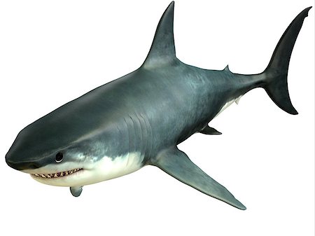 simsearch:400-08530017,k - The Great White Shark is an apex-predator which can grow over 26 feet or 8 meters and live for 70 years or more. Stockbilder - Microstock & Abonnement, Bildnummer: 400-07668275