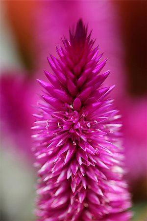 simsearch:400-07510882,k - Poker Primrose is a perennial that blooms with small pink flowers from the bottom up. Stockbilder - Microstock & Abonnement, Bildnummer: 400-07668284