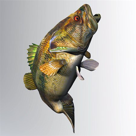 school fish illustration - The Largemouth Bass is a freshwater gamefish that is popular with anglers in North America. Stock Photo - Budget Royalty-Free & Subscription, Code: 400-07668281