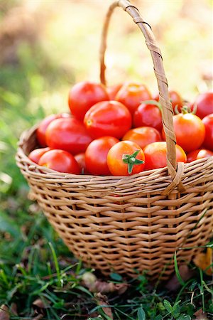 simsearch:825-03626863,k - Organic tomatoes in basket in summer grass. Fresh tomatoes in nature Stock Photo - Budget Royalty-Free & Subscription, Code: 400-07668548