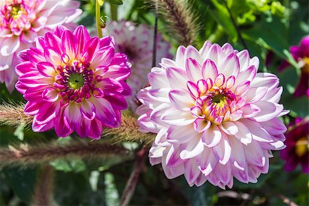 simsearch:400-04416181,k - Beautiful colorful flower garden with various flowers Fotografie stock - Microstock e Abbonamento, Codice: 400-07668761