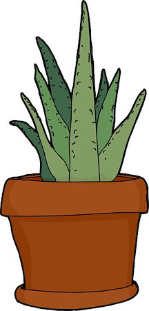 simsearch:400-07513507,k - Green aloe plant in pot over isolated background Stock Photo - Budget Royalty-Free & Subscription, Code: 400-07668827