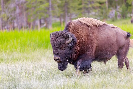 simsearch:400-07668847,k - Adult Bison at Yellowstone National Park Photographie de stock - Aubaine LD & Abonnement, Code: 400-07668847