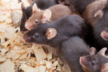 ratazana - Photo of little brown and black laboratory mouses Foto de stock - Royalty-Free Super Valor e Assinatura, Número: 400-07668991