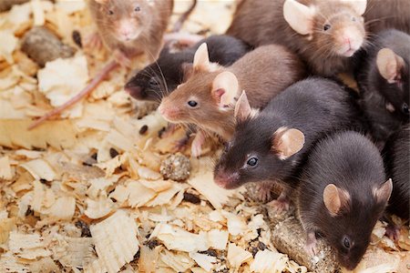 funny mice - Photo of little brown and black laboratory mouses Stock Photo - Budget Royalty-Free & Subscription, Code: 400-07669000