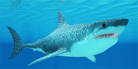simsearch:841-07084375,k - The Great White Shark can live for more than 70 years and reach a length of 8 meters or 26 feet. Stockbilder - Microstock & Abonnement, Bildnummer: 400-07669062