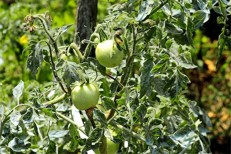 Bush of green tomato in the garden Stockbilder - Microstock & Abonnement, Bildnummer: 400-07669199