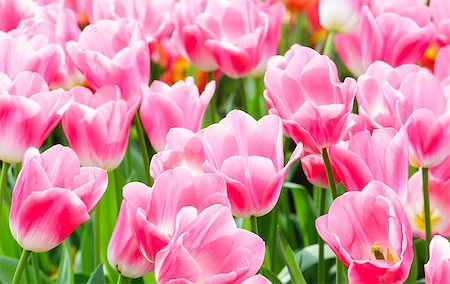 Beautiful pink tulips in the spring time (macro). Photographie de stock - Aubaine LD & Abonnement, Code: 400-07669404