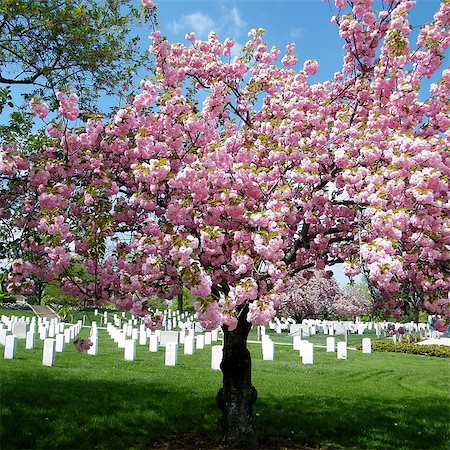 Sakura tree in the Arlington National Cemetery, Arlington Virginia USA Stock Photo - Budget Royalty-Free & Subscription, Code: 400-07669670