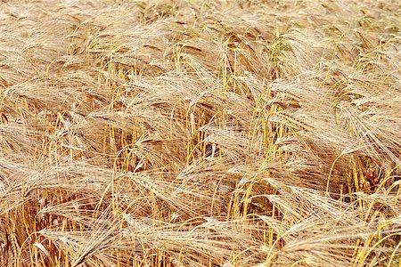 simsearch:400-05699446,k - detail of gold wheat field in sunny day Stock Photo - Budget Royalty-Free & Subscription, Code: 400-07669824