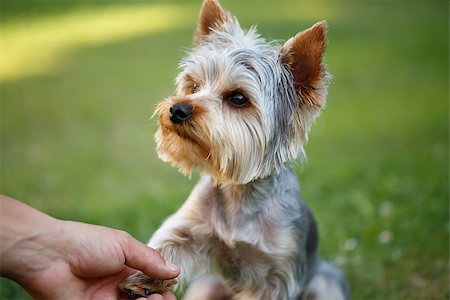 simsearch:400-07501422,k - Cute small yorkshire terrier is sitting on a green lawn outdoor shaking hands with a man Stock Photo - Budget Royalty-Free & Subscription, Code: 400-07669829