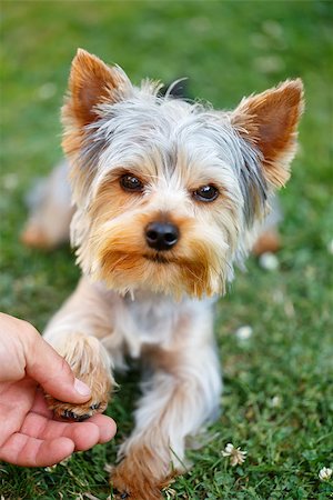 simsearch:400-07501422,k - Cute small yorkshire terrier is lying on a green lawn outdoor shaking hands with a man Stock Photo - Budget Royalty-Free & Subscription, Code: 400-07669830