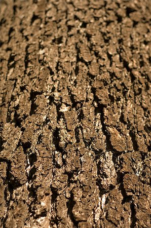 Brown wood bark closeup. Stock Photo - Budget Royalty-Free & Subscription, Code: 400-07669862