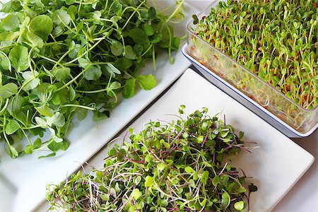 simsearch:400-06485512,k - shot of assortment of microgreens Stock Photo - Budget Royalty-Free & Subscription, Code: 400-07660001
