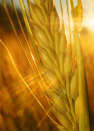 Ear of rye on the field in the rays of the setting sun closeup Stock Photo - Budget Royalty-Free & Subscription, Code: 400-07660147