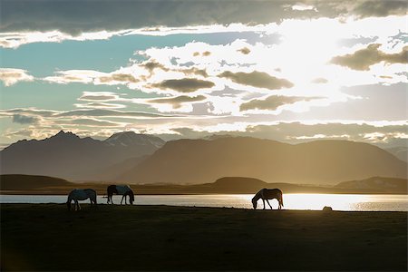 Icelandic Horses against summer night landscape Stockbilder - Microstock & Abonnement, Bildnummer: 400-07660152