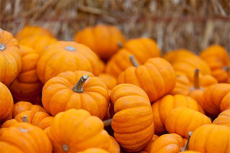 pumpkin garden - pile of small cute pumpkins at pumpkin patch Stock Photo - Budget Royalty-Free & Subscription, Code: 400-07660630