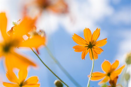 Yellow Cosmos flower and blue sky in thr nature Photographie de stock - Aubaine LD & Abonnement, Code: 400-07660724