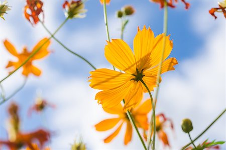 Yellow Cosmos flower and blue sky in thr nature Photographie de stock - Aubaine LD & Abonnement, Code: 400-07660725
