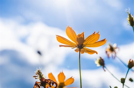 Yellow Cosmos flower and blue sky in thr nature Photographie de stock - Aubaine LD & Abonnement, Code: 400-07660726