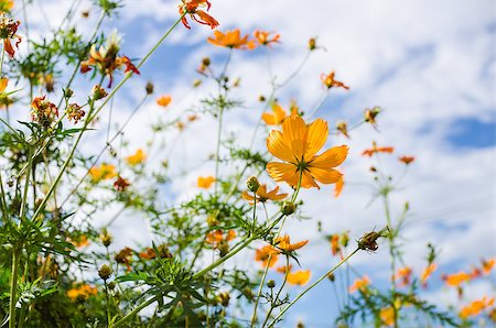 Yellow Cosmos flower and blue sky in thr nature Photographie de stock - Aubaine LD & Abonnement, Code: 400-07660721