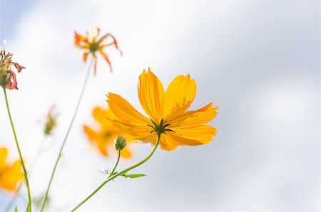 Yellow Cosmos flower and blue sky in thr nature Photographie de stock - Aubaine LD & Abonnement, Code: 400-07660722
