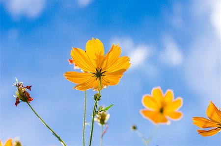 Yellow Cosmos flower and blue sky in thr nature Photographie de stock - Aubaine LD & Abonnement, Code: 400-07660723