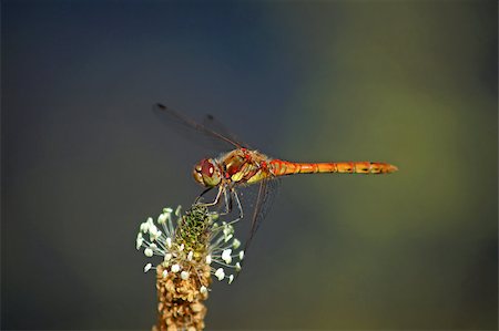 dragon fly - Common Darter. Stock Photo - Budget Royalty-Free & Subscription, Code: 400-07660891